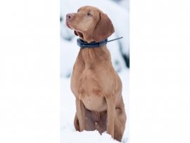 Halsband für GPS Lokator Dogtrace DOG GPS X20