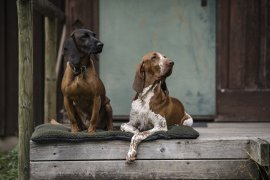 Hundedecke Deerhunter 70x100cm 5