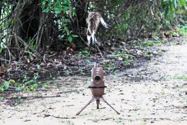 Balabán MOJO Critter 2 - Raubtier