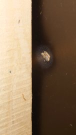 Bewertungen: Luftgewehr Snowpeak AP900 Mercury 6,35mm - 1