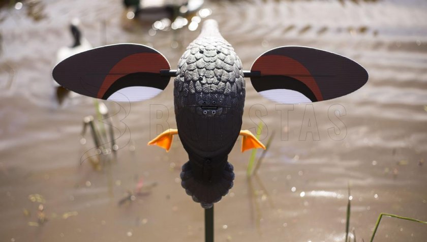 Balabán MOJO Gadwall - Ente Kopřivka