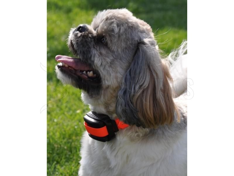 Dogtrace d-control professional 2000 mini orange Halsband