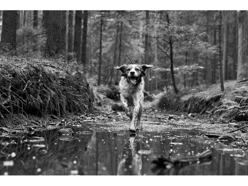 GPS-Tracker Dogtrace DOG GPS X30T