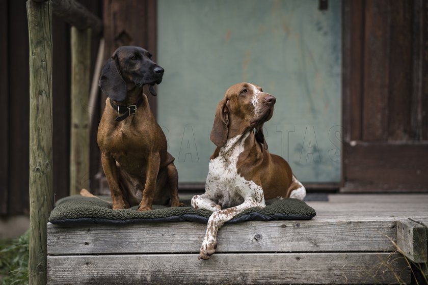 Hundedecke Deerhunter 50x70cm 5